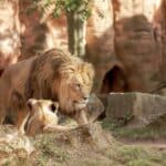 parcs animaliers auvergne