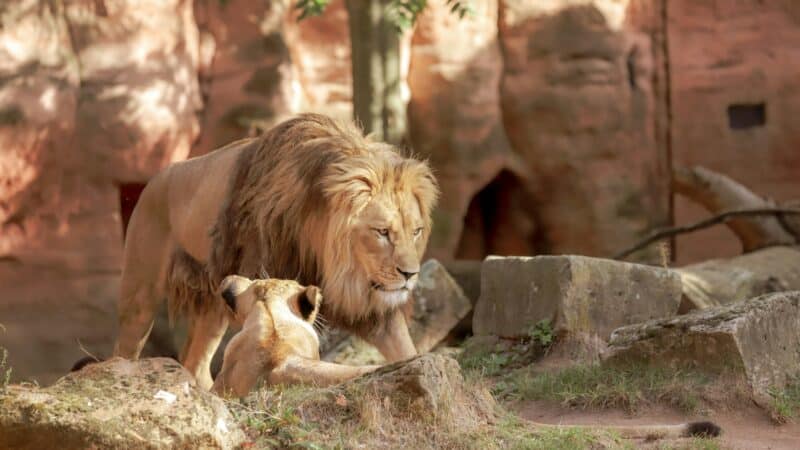 Quels sont les parcs animaliers à voir en Auvergne ?